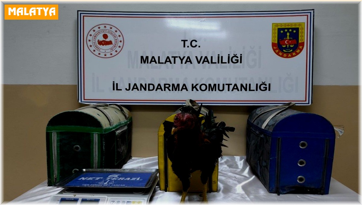 Malatya'da horoz dövüştürenlere ceza yağdı