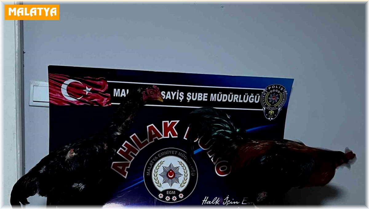 Malatya'da horoz dövüştürenlere rekor ceza