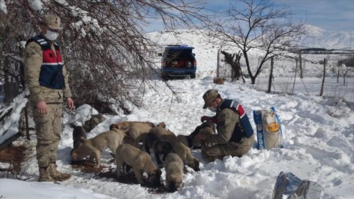 Malatya'da jandarma ekipleri kısıtlamada sokak hayvanlarına 400 kilogram mama bıraktı