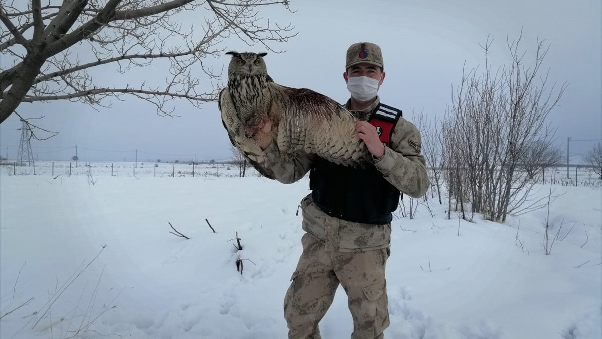 Malatya'da jandarmanın yaralı bulduğu puhu tedaviye alındı