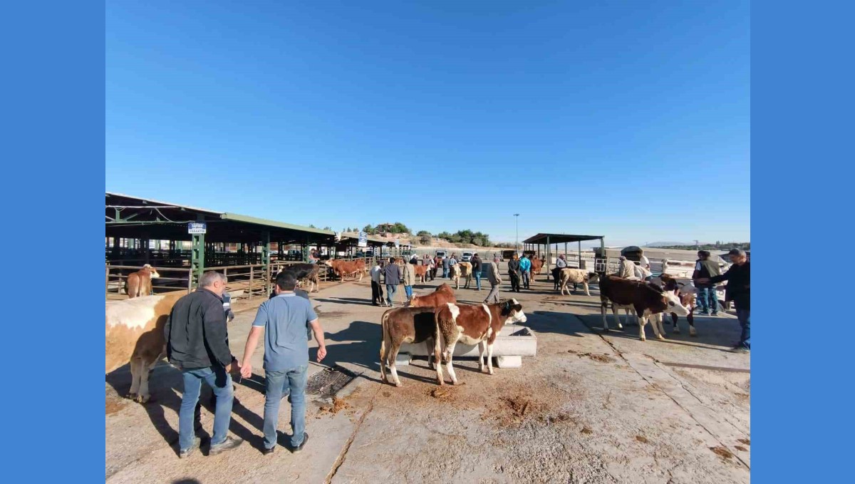 Malatya'da kapalı olan hayvan pazarı yeniden açıldı