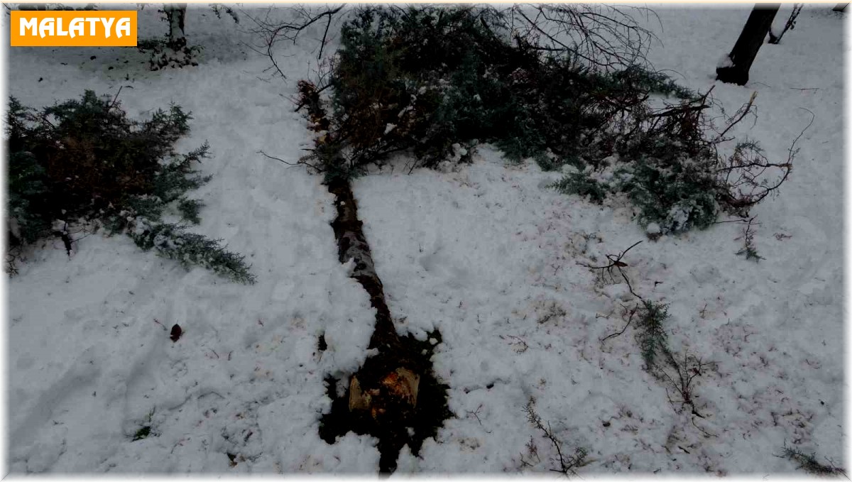 Malatya'da kar ağaçları yerinden söktü