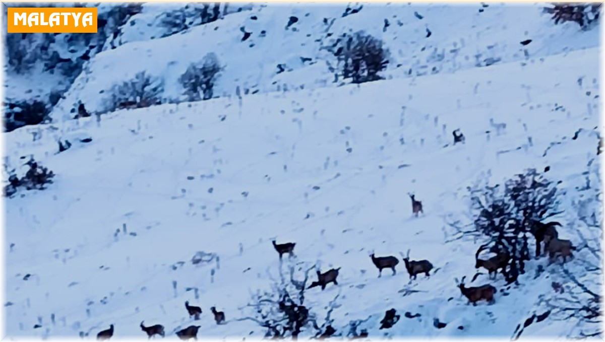 Malatya'da kar altında yiyecek arayan yaban keçileri görüntülendi