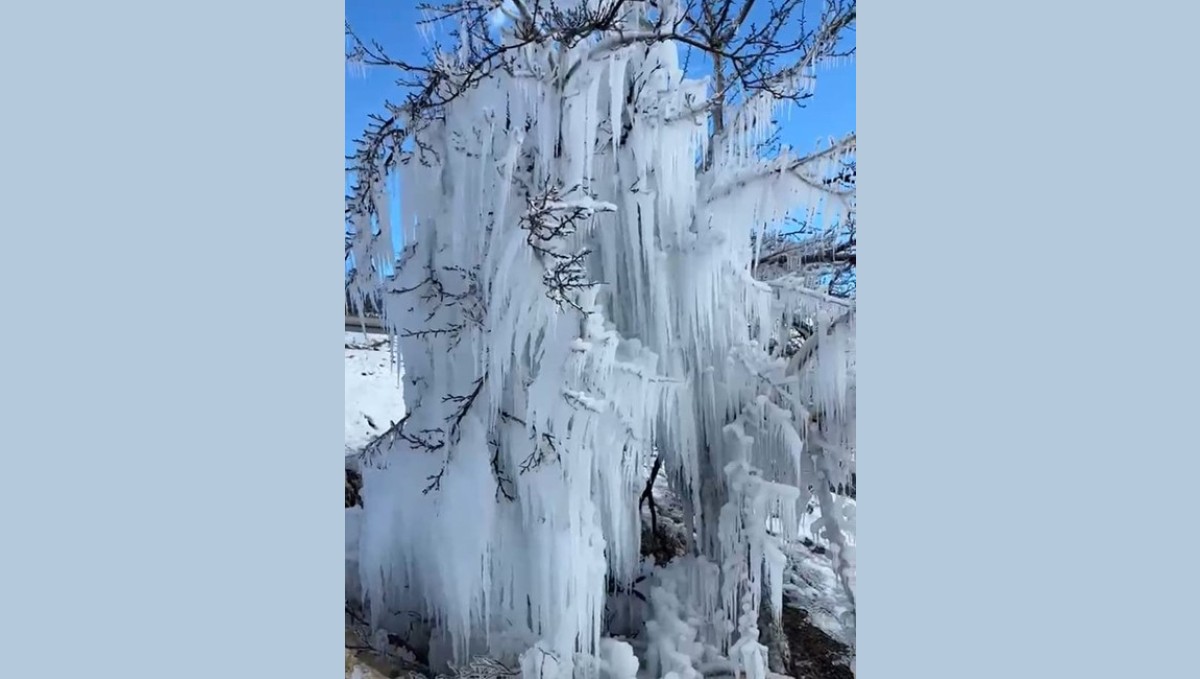 Malatya'da kayısı ağaçları buz kesti