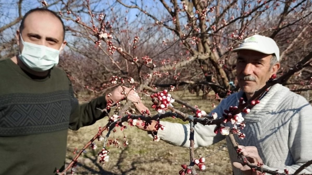 Malatya'da kayısı ağaçları çiçek açtı