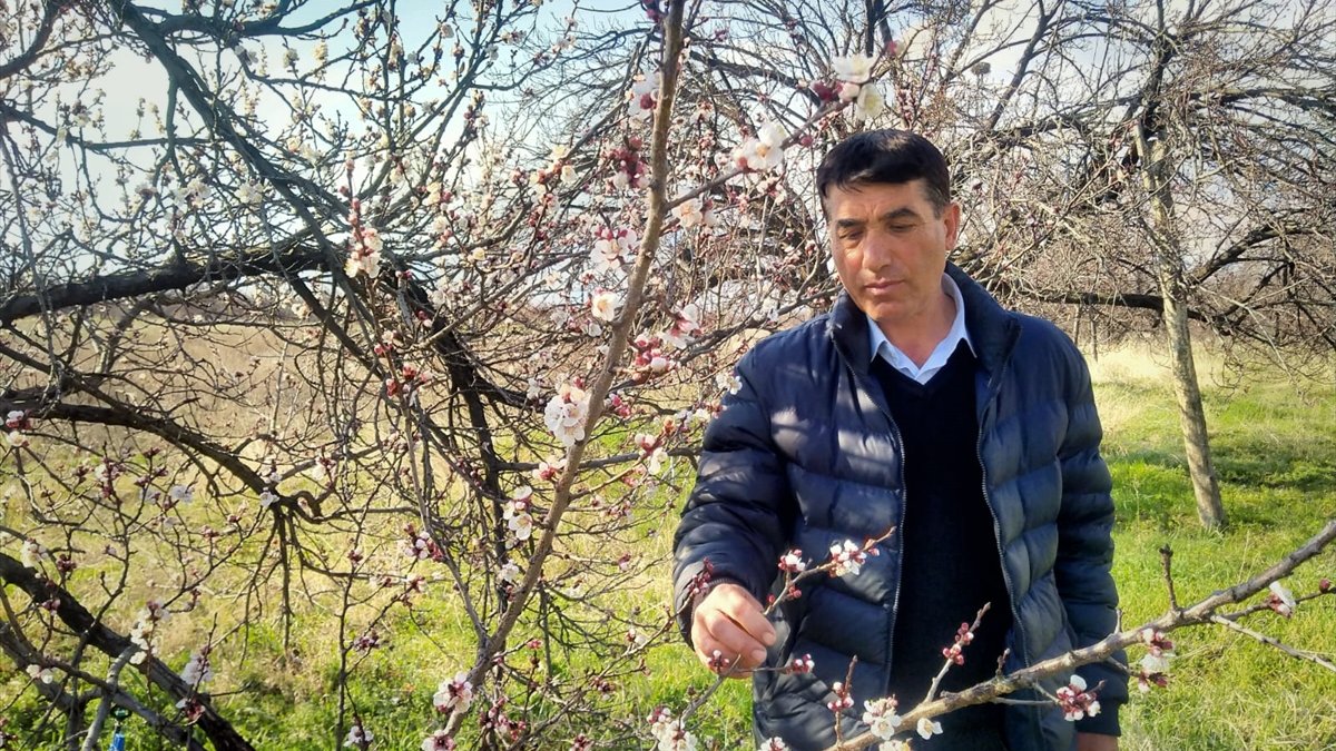 Malatya'da kayısı ağaçları çiçek açtı