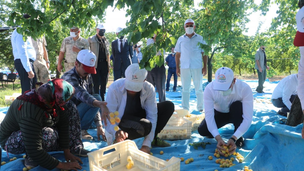 Malatya'da kayısı hasadı başladı