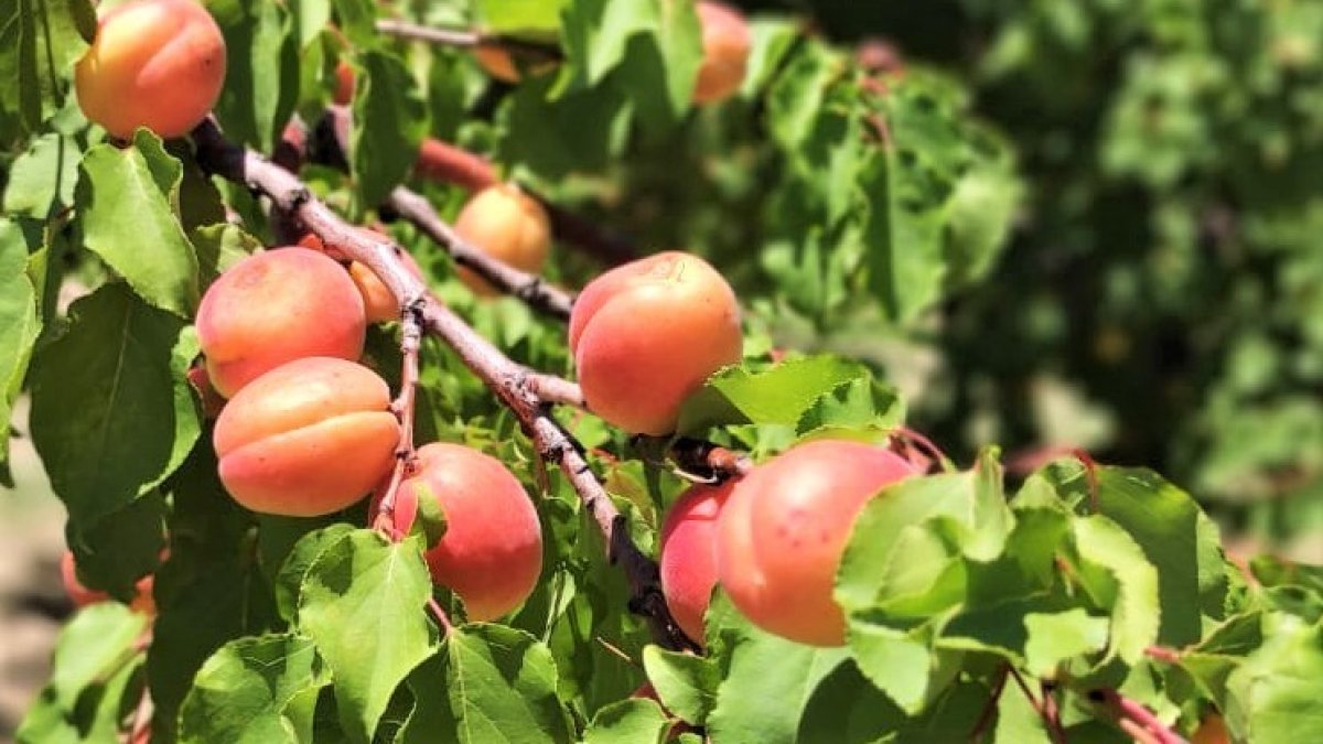 Malatya'da kayısı hasadı başladı