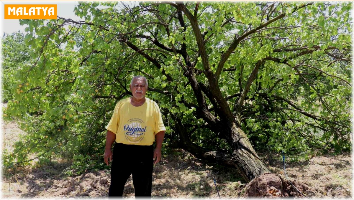 Malatya'da kayısı hasadı için gün sayan çiftçilere fırtına şoku