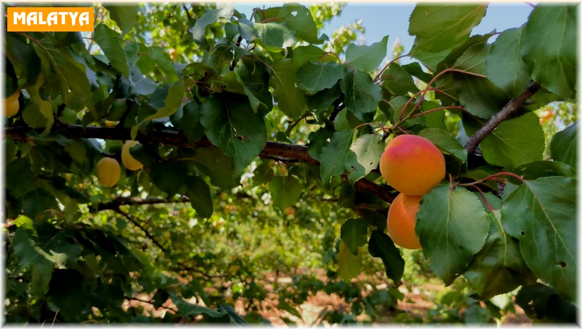Malatya'da kayısı hasadı sürüyor
