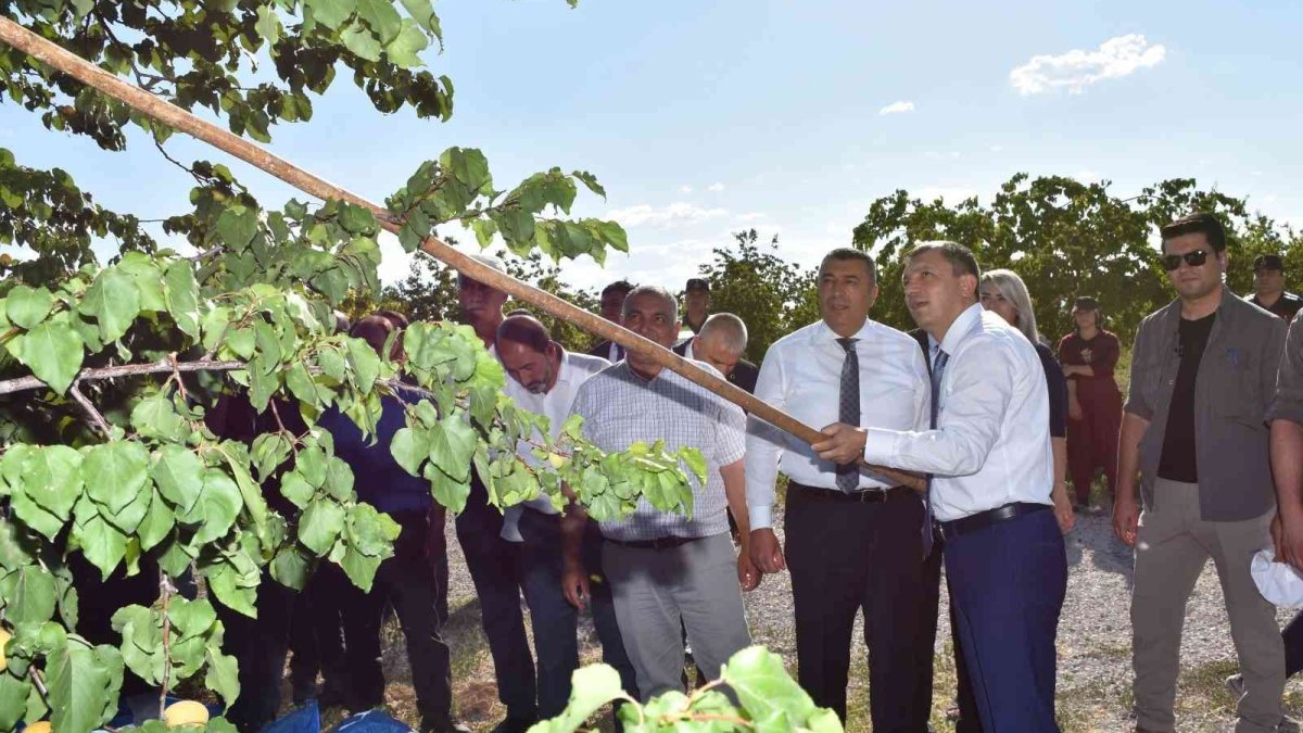 Malatya'da kayısı hasadı sürüyor