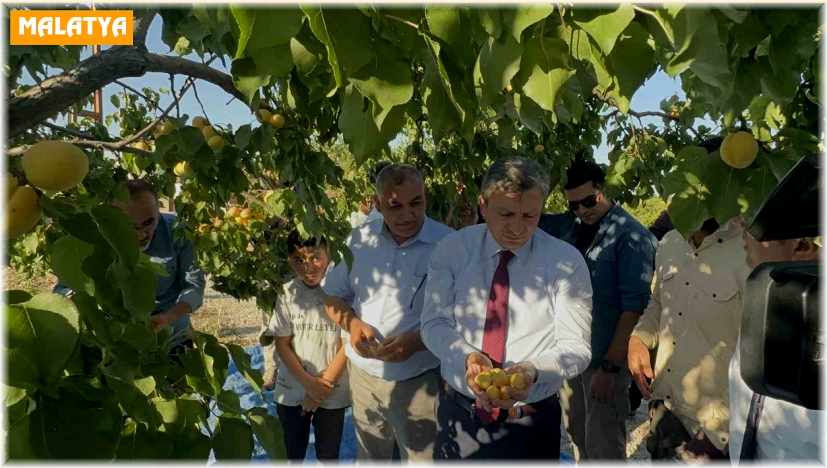 Malatya'da kayısı hasadı sürüyor, hedef 750 milyon dolarlık ihracat