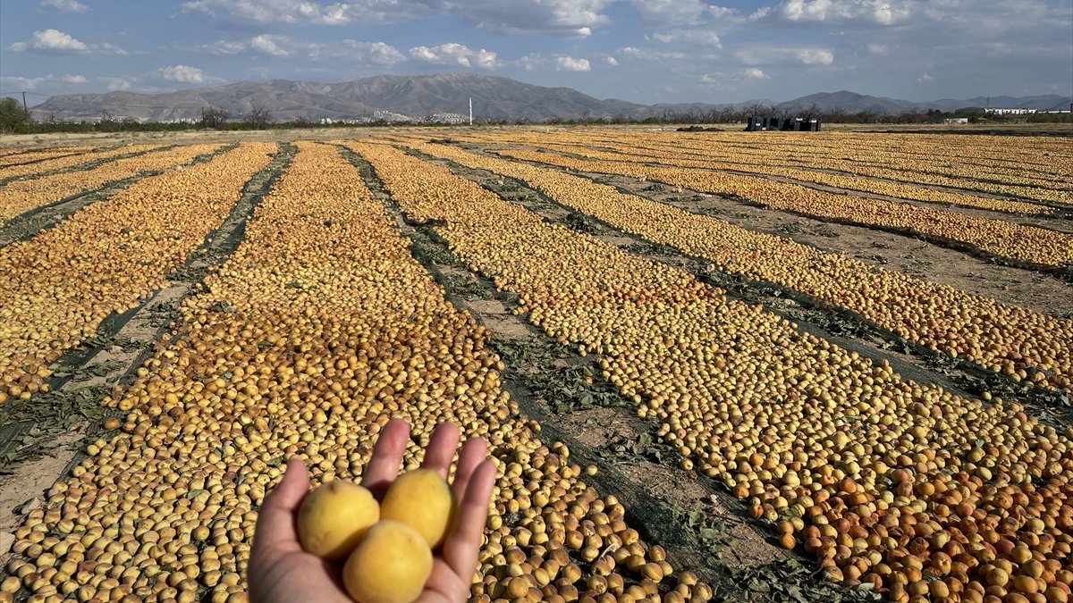 Malatya'da kayısı hasat günü etkinliği yapıldı