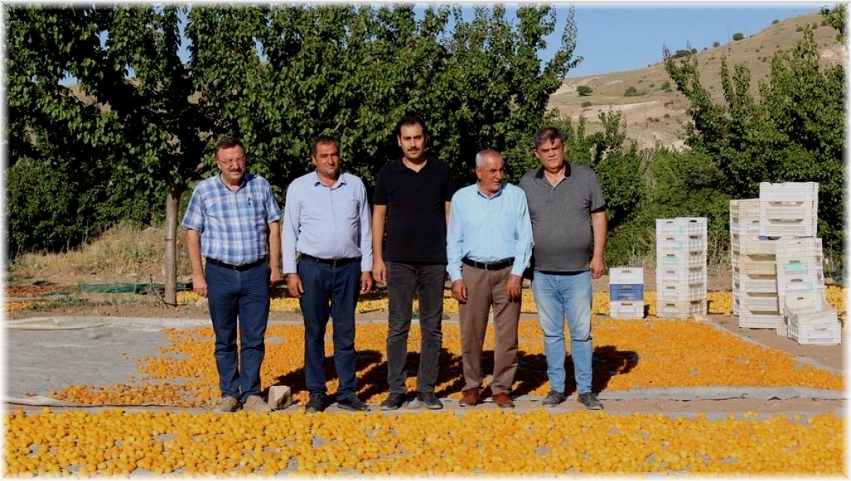 Malatya'da kayısı hasat sezonu hızla devam ediyor