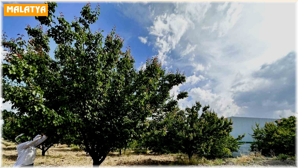 Malatya'da kayısı rekoltesinde düşüş bekleniyor