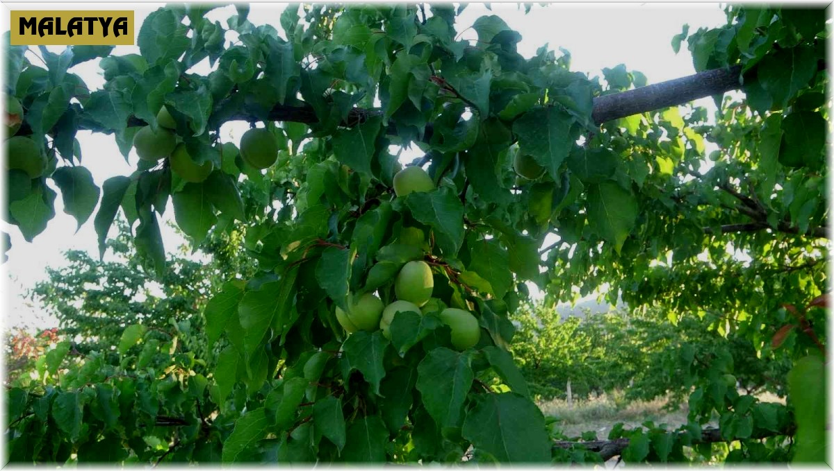 Malatya'da kayısı üreticisi hasat için gün sayıyor