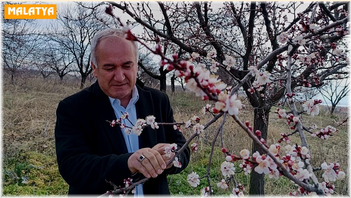 Malatya'da kayısıda zirai don tehlikesi