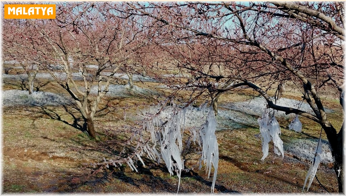 Malatya'da kayısıyı don vurdu