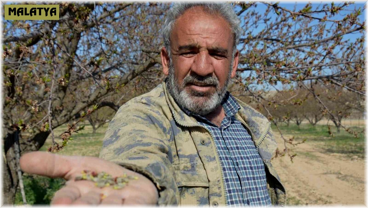 Malatya'da kayısıyı don vurdu