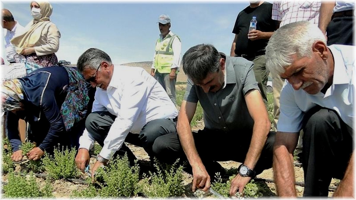 Malatya'da kekik hasadı başladı