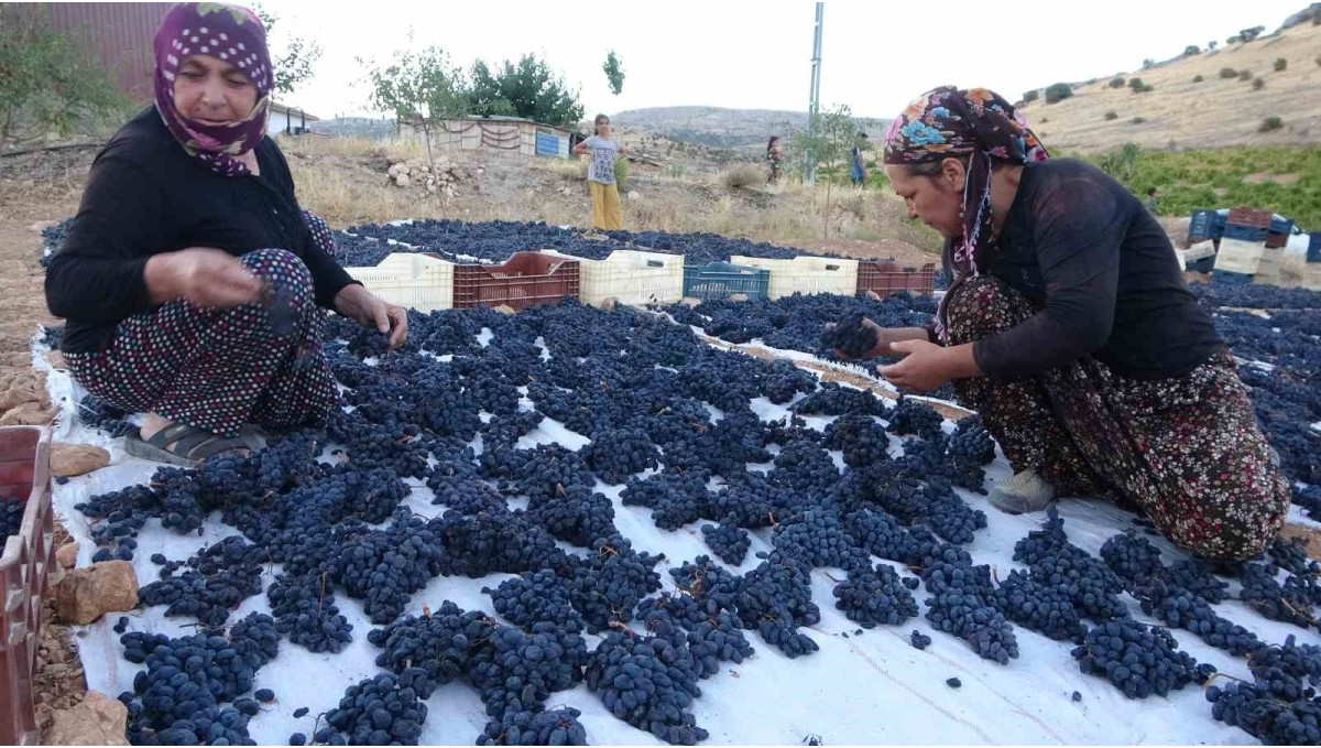 Malatya'da kilosu 500 TL'den alıcı bulan kuru üzüm yüz güldürüyor