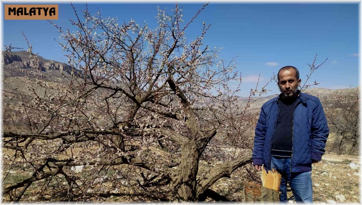 Malatya'da kimliği belirsiz kişiler kayısı ağaçlarına zarar verdi