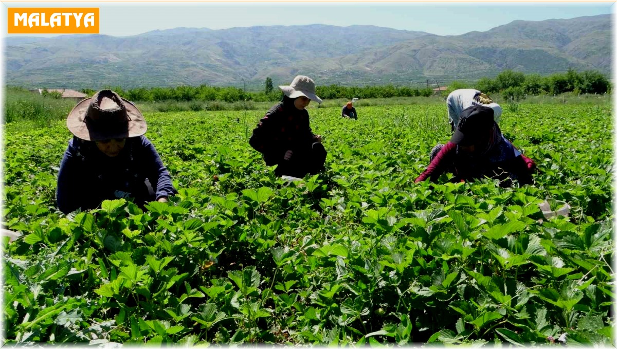 Malatya'da "kırmızı elmas' hasadı başladı