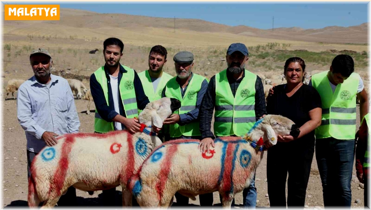 Malatya'da 'koç katım şenliği' düzenlendi