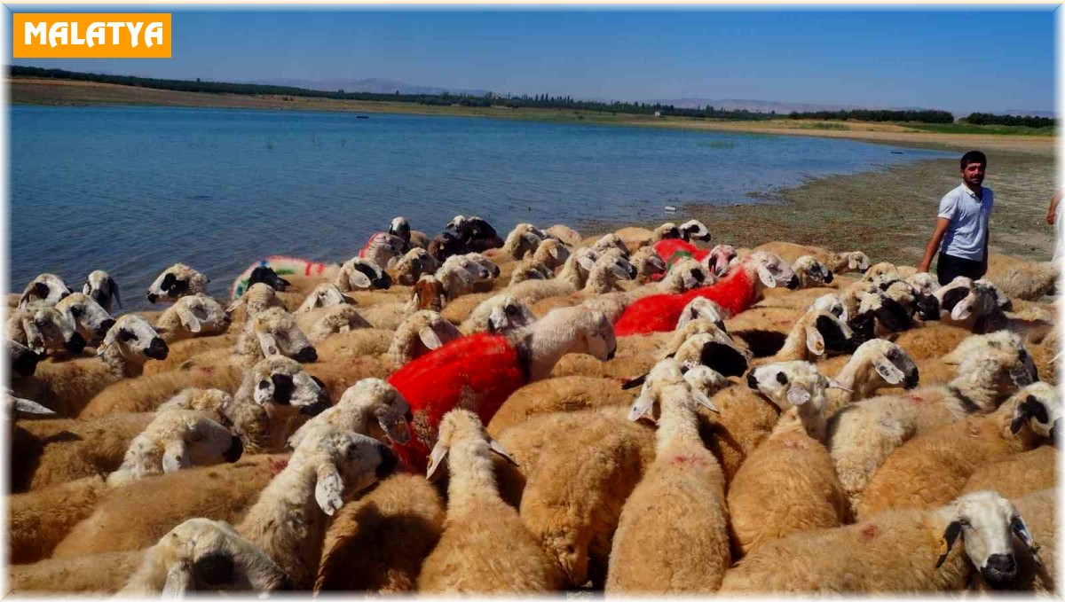 Malatya'da koç katımı şenliği düzenlendi