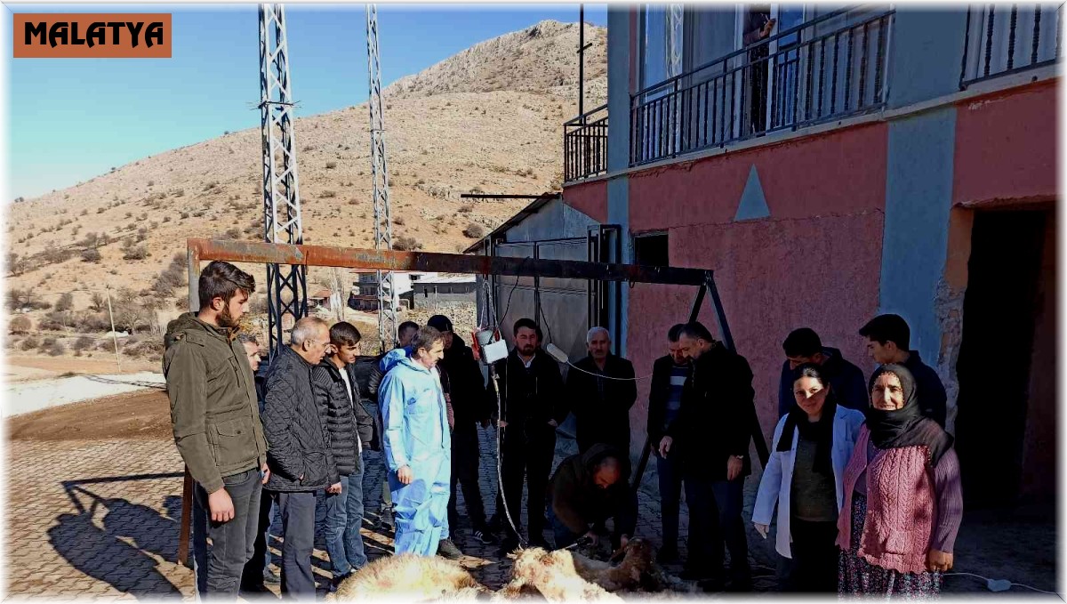 Malatya'da koyun kırkma eğitimi