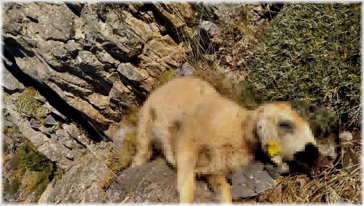 Malatya'da kurtlar 18 koyunu telef etti