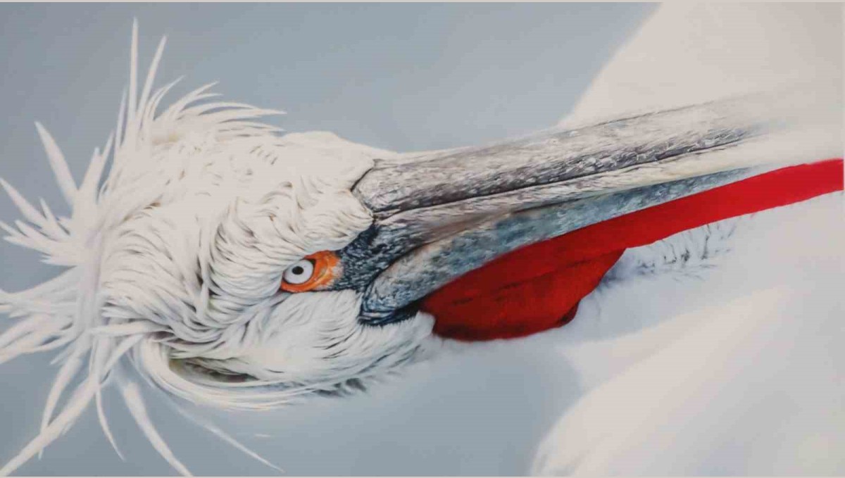 Malatya'da 'Kuşların Dünyası' sergisi yoğun ilgi gördü