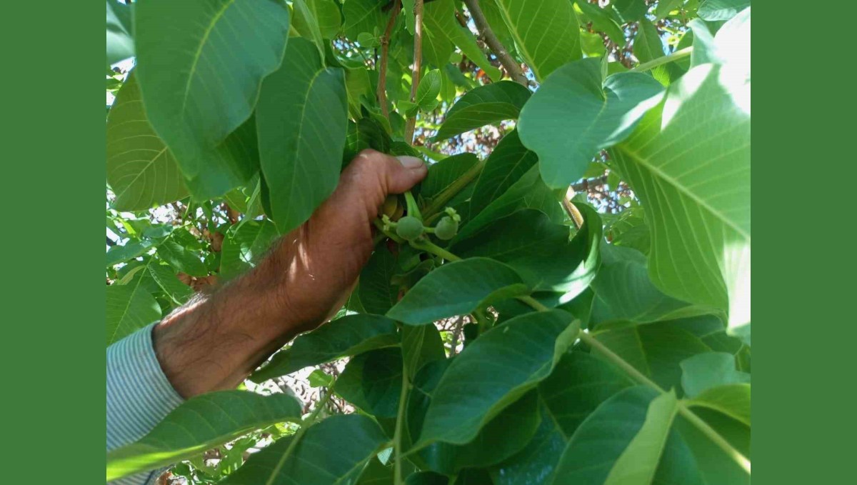 Malatya'da mevsim dışında meyve veren ceviz ağaçları şaşırttı