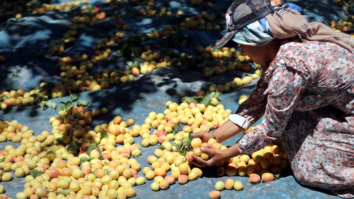 Malatya'da mevsimlik tarım işçilerinin "mişmiş" mesaisi başladı