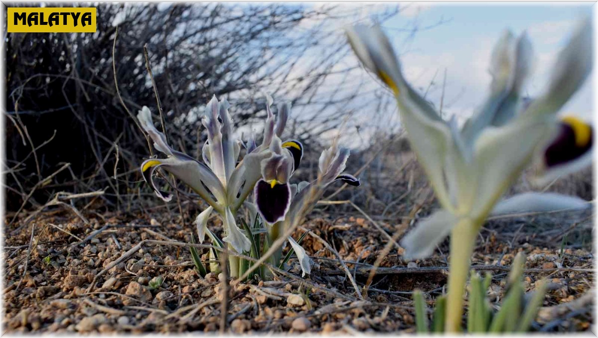 Malatya'da Nevruz Çiçekleri açtı