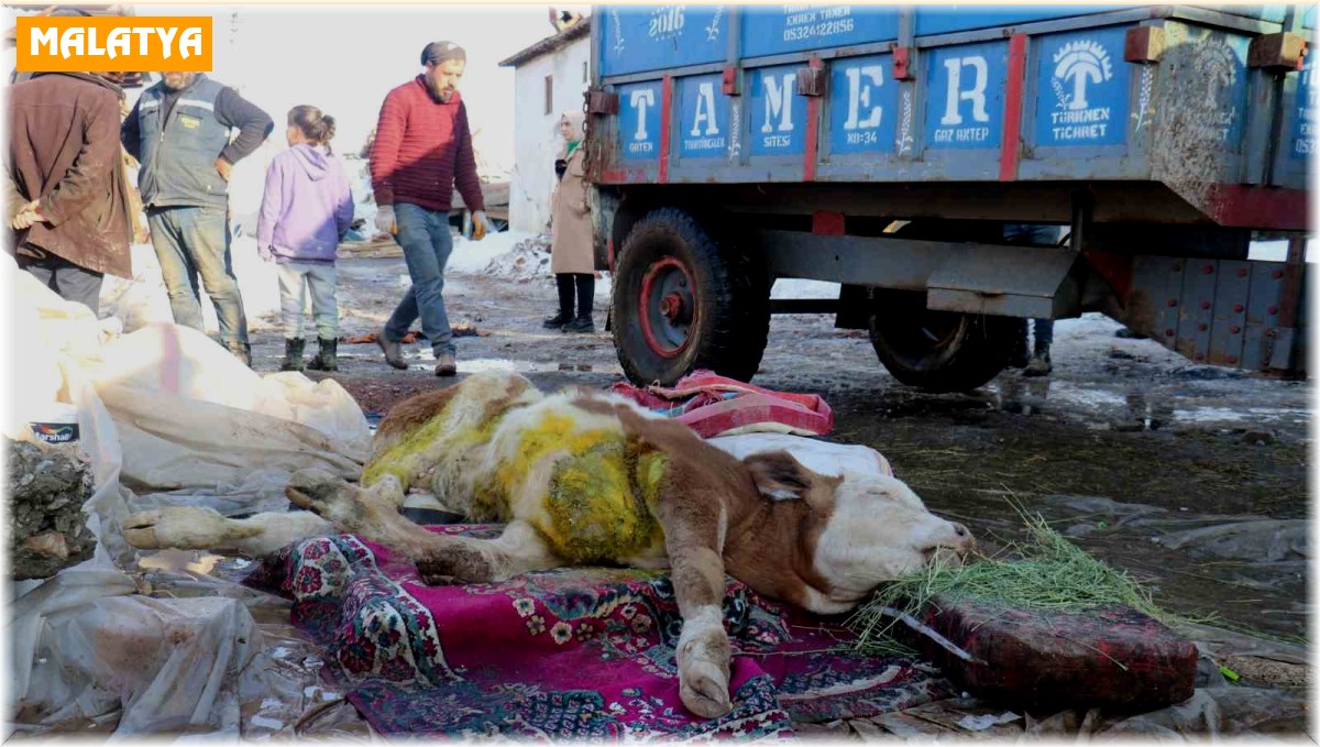 Malatya'da öldü denilen buzağı enkaz altından sağ kurtarıldı