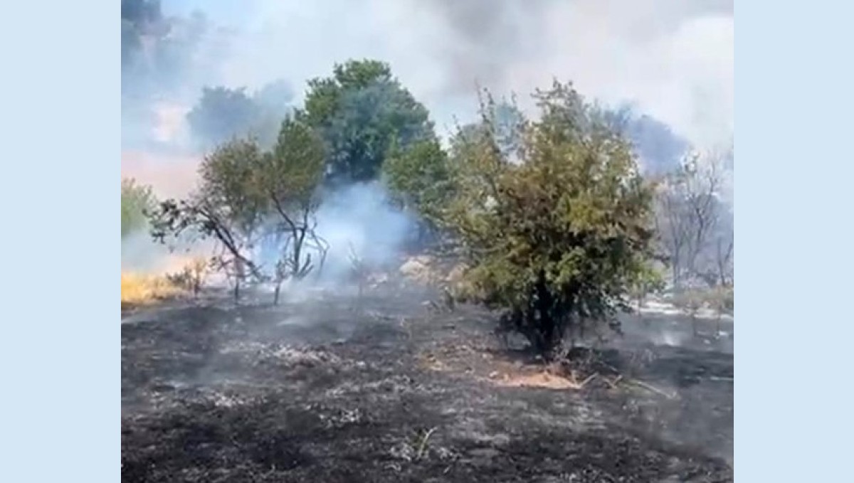 Malatya'da orman yangını