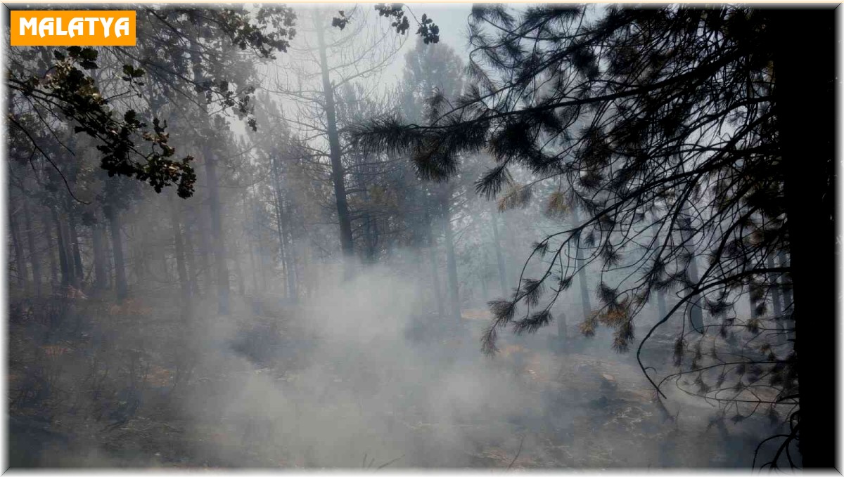 Malatya'da ormanlık alanda yangın