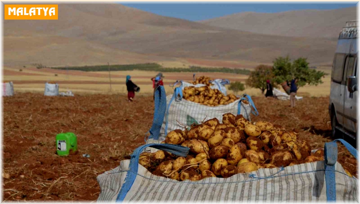 Malatya'da patates hasadı