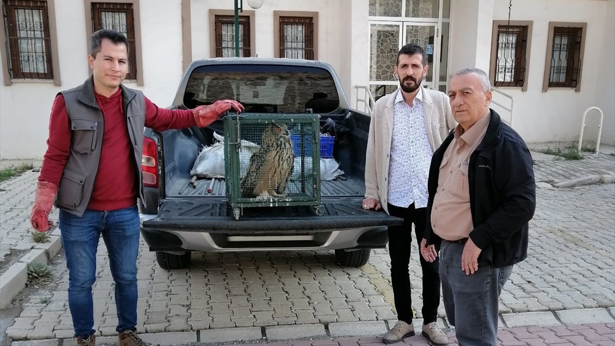 Malatya'da sahipsiz köpeklerin saldırısında yaralanan puhu tedaviye alındı