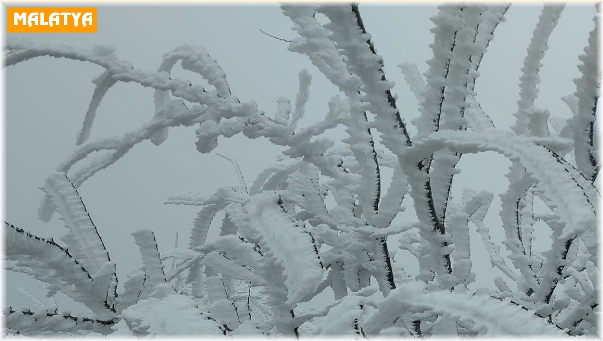 Malatya'da şaşkına çeviren olay: Kırağı ağaçların dallarını kırdı