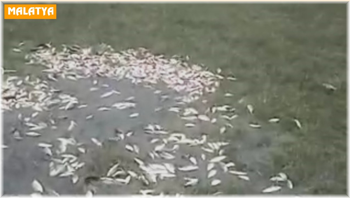 Malatya'da sel nedeniyle taşan göldeki balıklar karaya vurdu