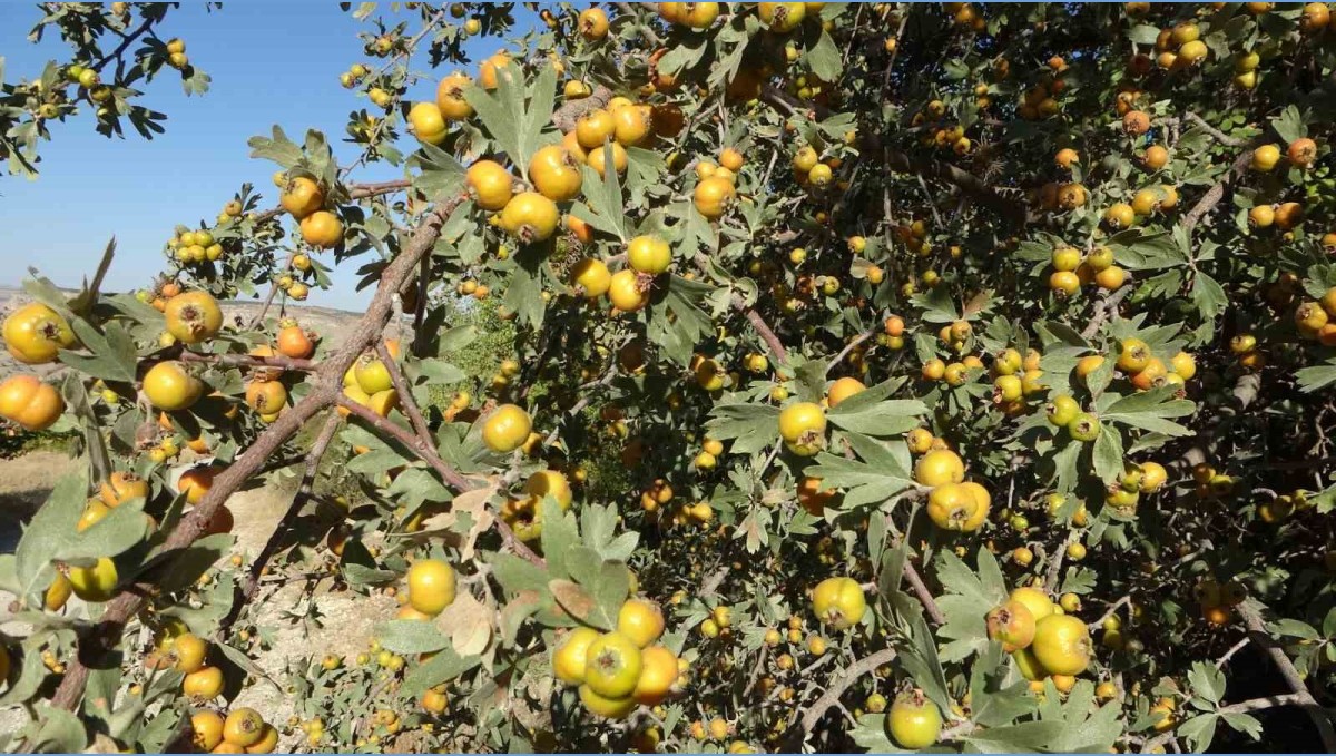 Malatya'da şifa deposu alıçta hasat zamanı