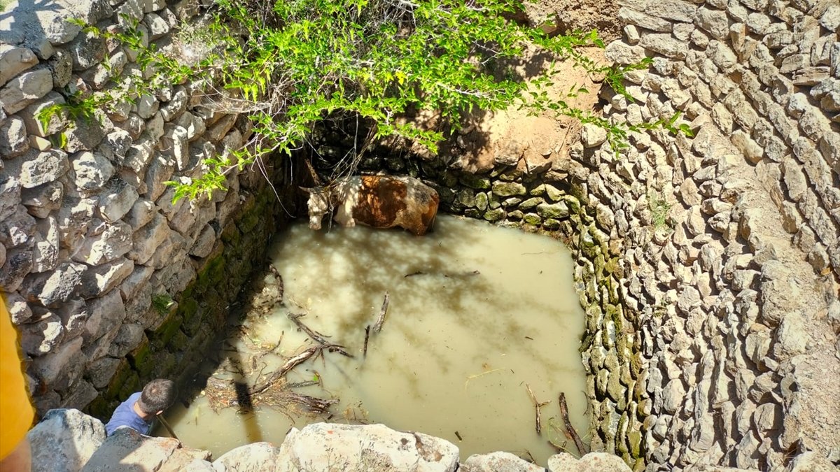 Malatya'da su kuyusuna düşen inek itfaiye ekiplerince kurtarıldı