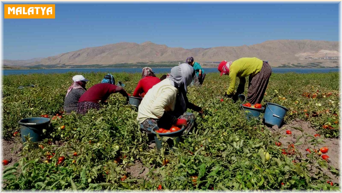 Malatya'da suların çekildiği baraj sahasında tarımsal üretim