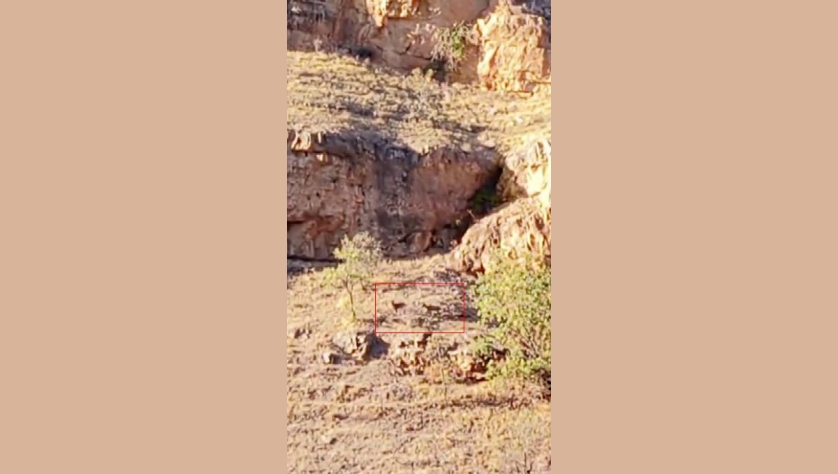 Malatya'da sürü halindeki yaban keçileri görüntülendi