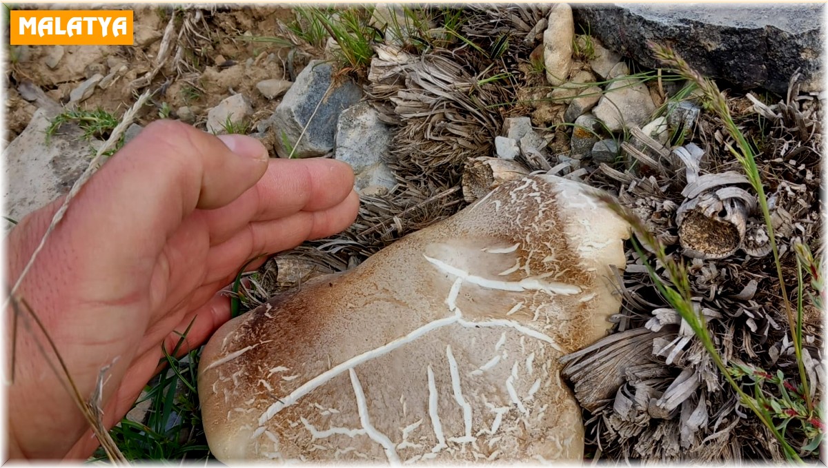 Malatya'da topladığı mantardan yiyen kişi zehirlendi