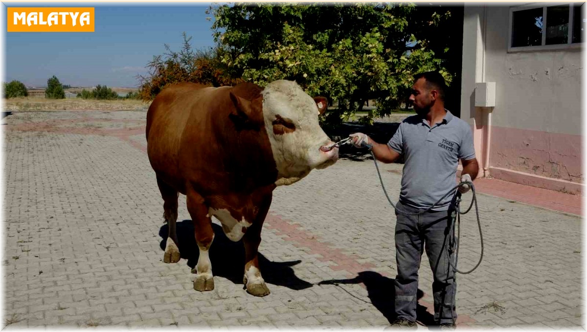 Malatya'da üretilen boğa spermaları dünyaya ihraç edilecek
