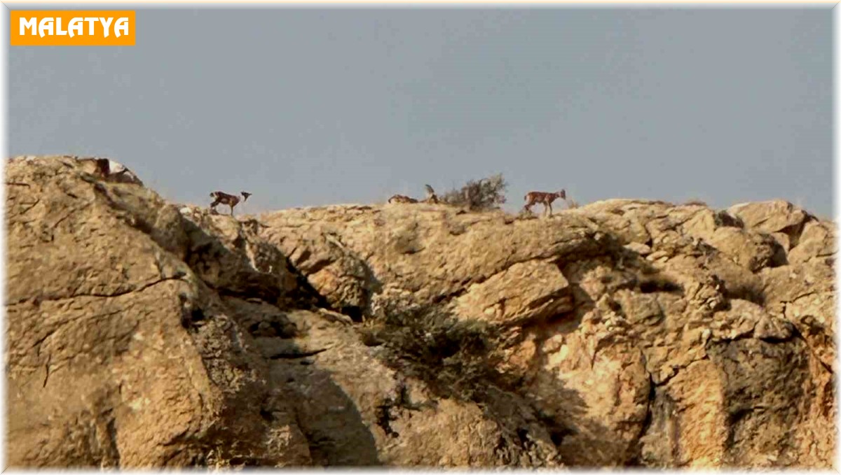 Malatya'da yaban keçileri görüntülendi