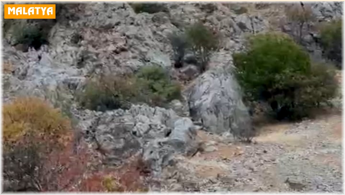 Malatya'da yaban keçileri sürü halinde görüntülendi